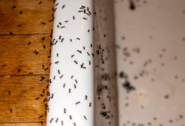 Best Bed Bug Extermination  in Ballwin, MO