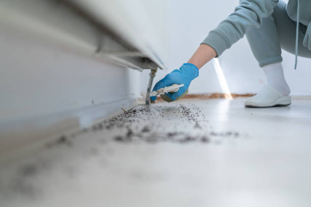 Best Wasp Removal Services  in Ballwin, MO